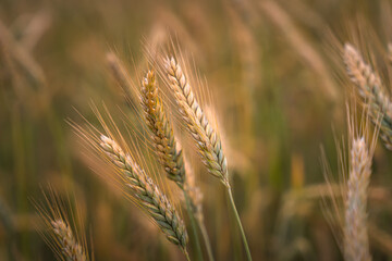 Close up of ripe grain. wheat field. Landscape of golden ripe wheat under sunlight. Rich harvest. Agriculture Bavaria Germany.