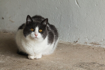Beautiful long hair cat with big yellow eyes stare directly in camera, sitting on old concrete floor