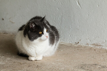 Beautiful long hair domestic cat curiously staring at something with its big orange eyes, sitting...
