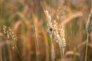 Grain field of wheat. wheat field. Landscape of golden ripe wheat under sunlight. Rich harvest. Agriculture Bavaria Germany.