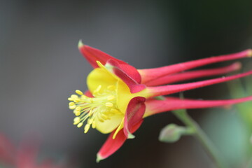 西洋オダマキ　アクイレギア・ブルガリス