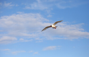 Fototapeta na wymiar big free black headed gull with open wings flies high in the sky with some clouds