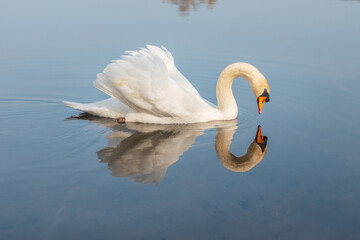 Isolated mute swan swimming in lake