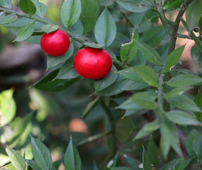 two large red holly berries with sharp leaves in the undergrowth