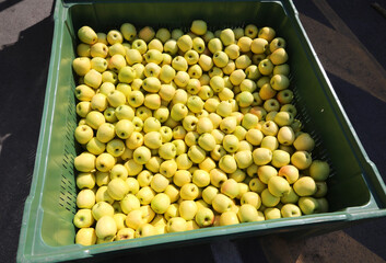 box for the transport of freshly picked apples for wholesale