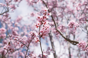 Flores primaverales de un cerezo en flor