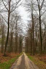 Forest track in Normandy France