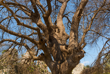 KAUNOS, DALYAN, MUGLA, TURKEY: Ruins of the ancient city of Kaunos near the modern Turkish town of Dalyan.