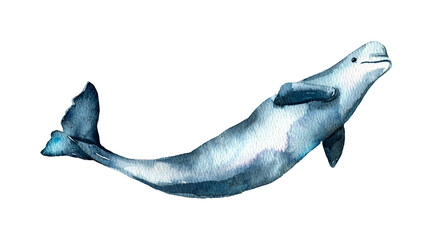 Watercolor Beluga isolated on white background. Cute cartoon underwater animal illustration. High quality illustration