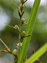 close up of a plant in a garden