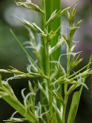 macro photo of small unique plants