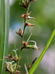 grasshopper on a plant