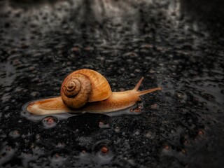 snail
