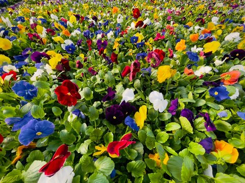 full frame photo of colorful pansies growing

