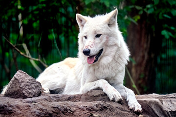 Obraz premium Polarwolf , Weißwolf oder arktischer Wolf ( Canis lupus arctos ).