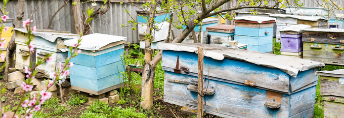 Rows of hives under branches with cherry blossoms. Apiary in the spring in aperil. Honeybees...