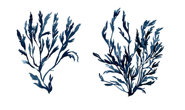 Watercolor seaweed. Hand painted illustration of algae. Blue water plant. High quality illustration