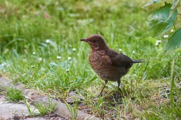 Junge Amsel auf einer Wiese