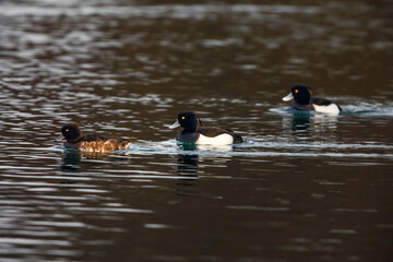 A tufted ducks on a river	

