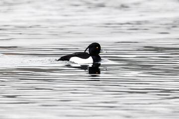 A tufted ducks on a river	
