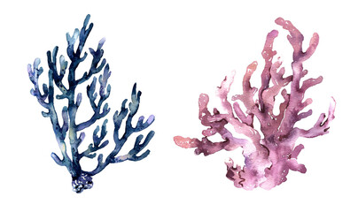 Watercolor underwater coral reef plants collection isolated on white background. Aquatic illustration for design, print or background. High quality illustration