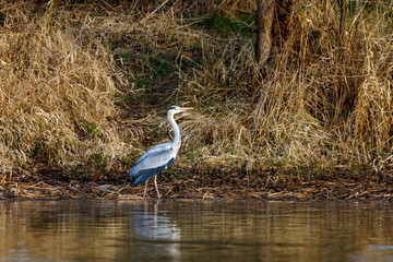 A grey heron ardea cinerea	