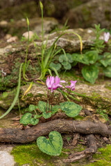 Delicate pink Cyclamens growing wild on a wooded slope in Kiryat Tivon Israel. It is the symbol of the town.
