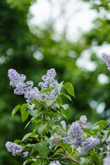 Lilac spring flowers bunch. Blooming spring lilacs flowers on a blurred background. Copy space