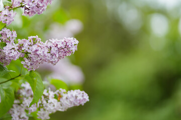 Lilac spring flowers. Blooming spring lilacs flowers on a blurred background