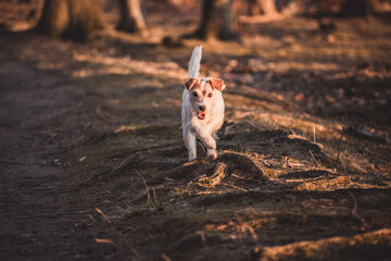 Parson Russell Terrier rennt galoppiert über einen Weg im Wald