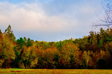 Bosque toto&ntilde;al