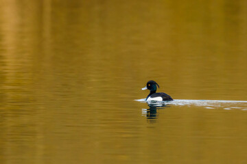 A tufted ducks on a river	
