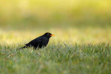 A blackbird on the grass