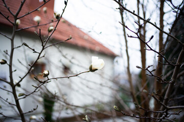 first white magnolia flower on bare tree branches