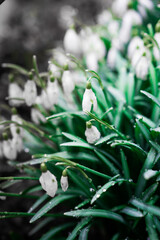 the first flowers of white snowdrops with dewdrops