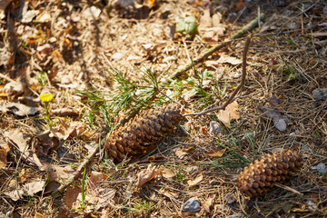 dwie szyszki świerkowe 