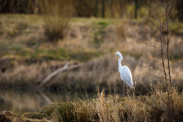 A great white egret at fishing	