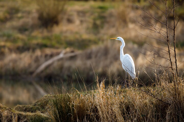 A great white egret at fishing	