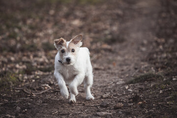 Parson Russell Terrier rennt galoppiert über einen Weg im Wald