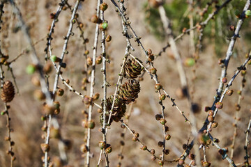szyszki modrzewia  © Marcin Łazarczyk
