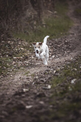 Parson Russell Terrier rennt galoppiert über einen Weg im Wald
