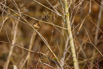 Eurasien Wren in the wild