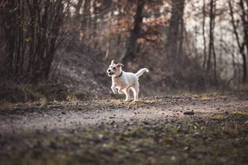 Parson Russell Terrier rennt galoppiert über einen Weg im Wald