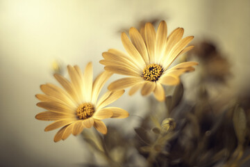 Żółty kwiat, kwitnące osteo, stokrotka afrykańska 
