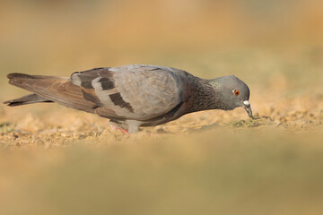 pigeon on the ground. Columba livia. The rock dove, rock pigeon, or common pigeon is a member of the bird family Columbidae.