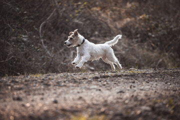 Parson Russell Terrier rennt galoppiert über einen Weg im Wald