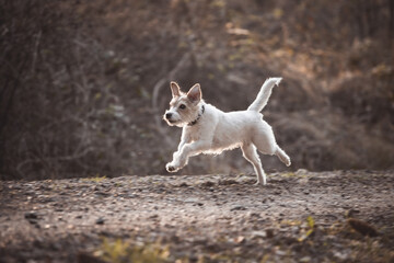 Parson Russell Terrier rennt galoppiert über einen Weg im Wald
