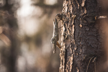 Detailaufnahme eines Baumes