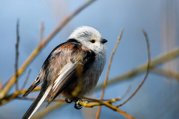 A Long Tailed tit in the wild