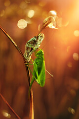 grasshopper on a twig in the sunshine in the meadow